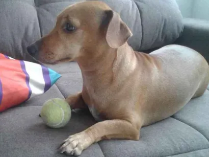 Cachorro raça Basset-Cofap idade 3 anos nome Pipoca