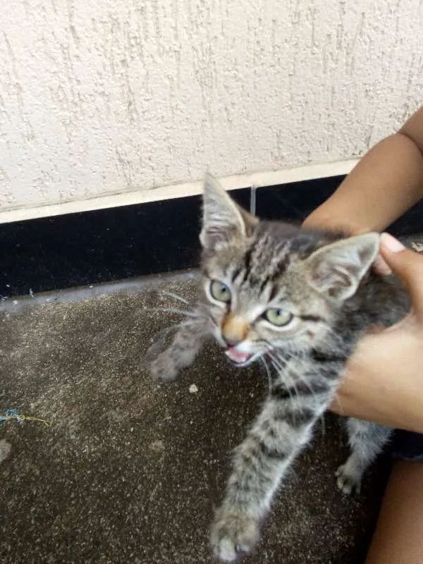 Gato raça  idade 2 a 6 meses nome gatinha