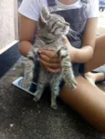 gatinha