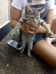 gatinha
