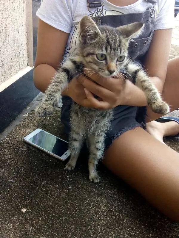 Gato raça  idade 2 a 6 meses nome gatinha
