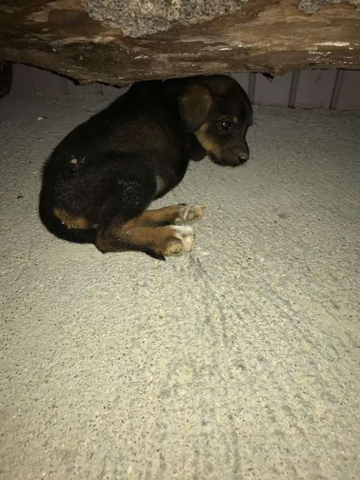 Cachorro ra a Indefinido idade Abaixo de 2 meses nome Indefinido 