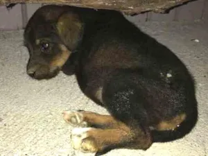 Cachorro raça Indefinido idade Abaixo de 2 meses nome Indefinido 