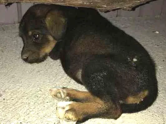 Cachorro ra a Indefinido idade Abaixo de 2 meses nome Indefinido 