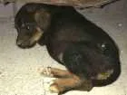 Cachorro raça Indefinido idade Abaixo de 2 meses nome Indefinido 