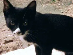 Gato raça  idade 2 a 6 meses nome Sem nome