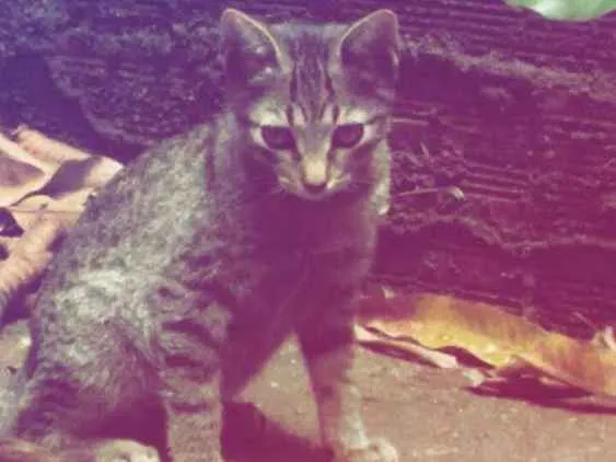 Gato raça  idade 2 a 6 meses nome Sem nome