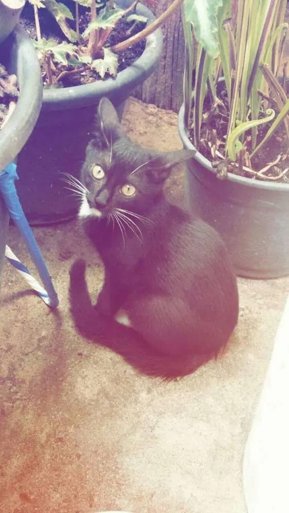 Gato raça  idade 2 a 6 meses nome Sem nome