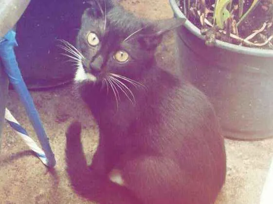 Gato raça  idade 2 a 6 meses nome Sem nome