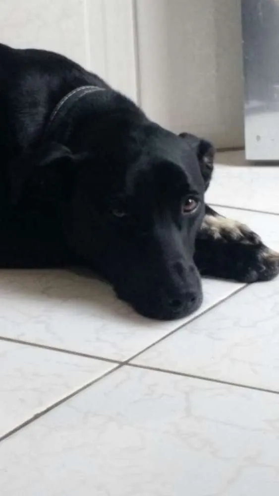 Cachorro ra a SRD idade 2 anos nome Thor 