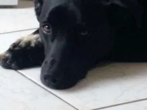 Cachorro raça SRD idade 2 anos nome Thor 