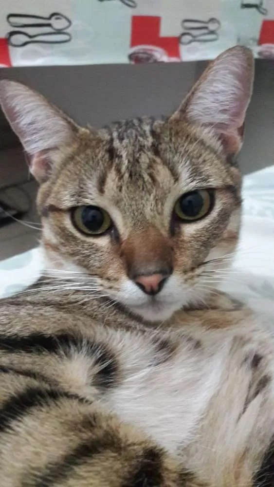 Gato raça Indefinido idade 1 ano nome Chiellini