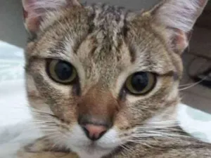 Gato raça Indefinido idade 1 ano nome Chiellini