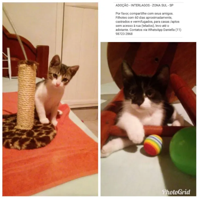 Gato ra a SRD idade 2 a 6 meses nome Tommy, Billy 