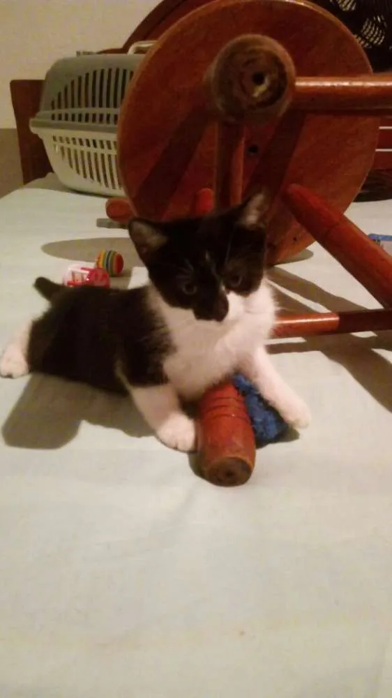 Gato ra a SRD idade 2 a 6 meses nome Tommy, Billy 