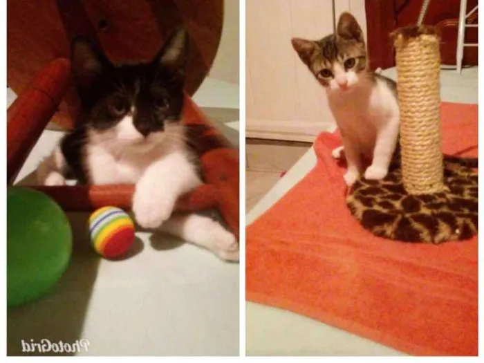 Gato ra a SRD idade 2 a 6 meses nome Tommy, Billy 