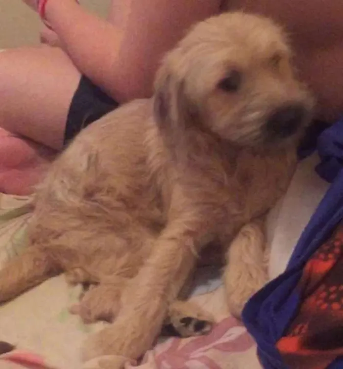 Cachorro ra a SRD idade 2 a 6 meses nome Melannie