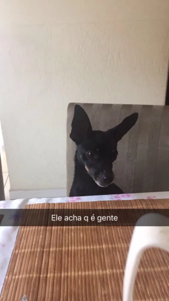 Cachorro raça Pinscher idade 4 anos nome Thor