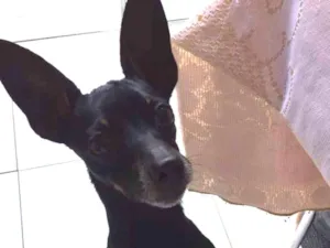 Cachorro raça Pinscher idade 4 anos nome Thor