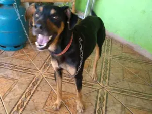 Cachorro raça vira lata mestiço c/ rottweile idade 3 anos nome Duque