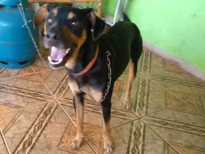 Cachorro raça vira lata mestiço c/ rottweile idade 3 anos nome Duque