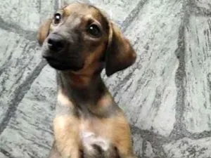 Cachorro raça SRD idade 2 a 6 meses nome Bárbara