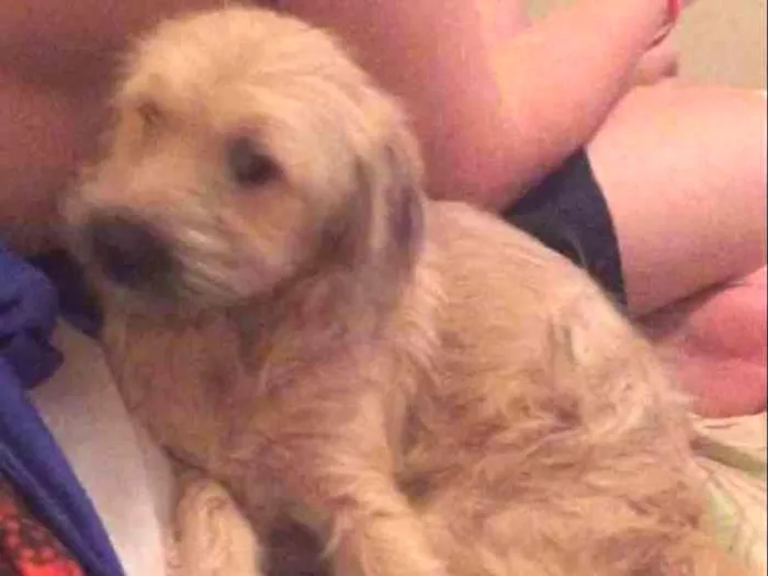 Cachorro ra a SRD idade 2 a 6 meses nome Melannie