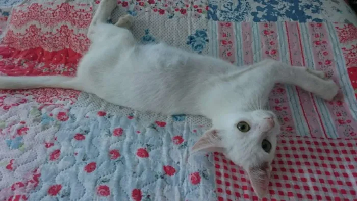 Gato raça SRD idade Abaixo de 2 meses nome Gasparzinho