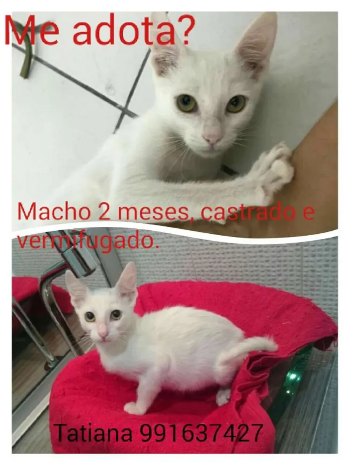 Gato raça SRD idade Abaixo de 2 meses nome Gasparzinho