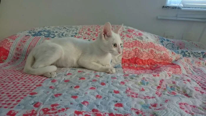 Gato raça SRD idade Abaixo de 2 meses nome Gasparzinho