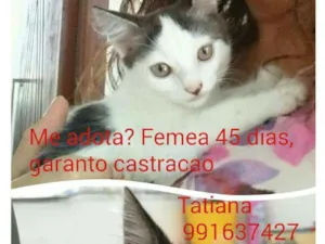 Gato raça SRD idade Abaixo de 2 meses nome Bela