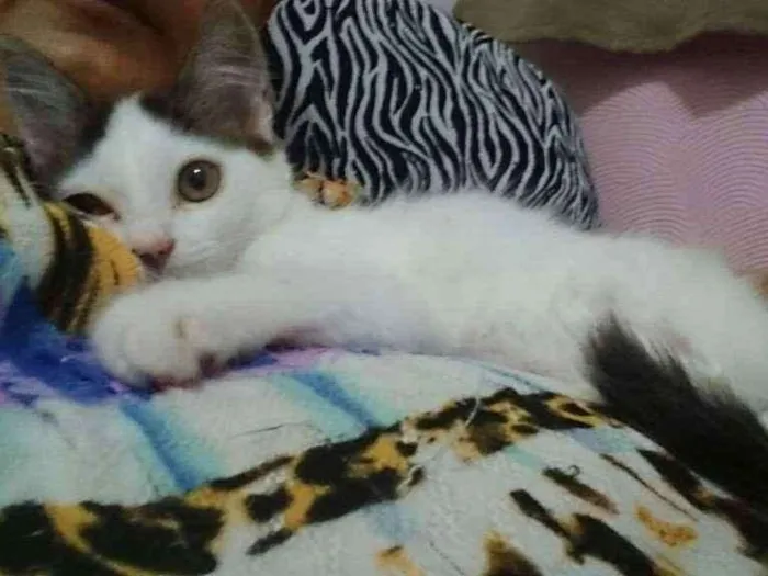 Gato raça SRD idade Abaixo de 2 meses nome Bela
