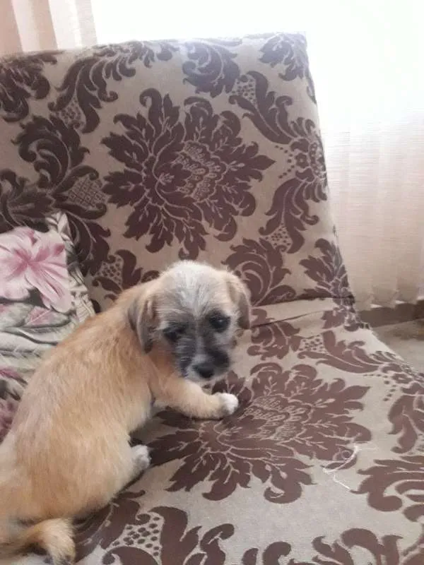 Cachorro ra a vira idade 2 a 6 meses nome pitucha