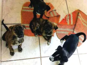 Cachorro raça SRD idade Abaixo de 2 meses nome A definir