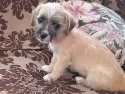 Cachorro ra a vira idade 2 a 6 meses nome pitucha