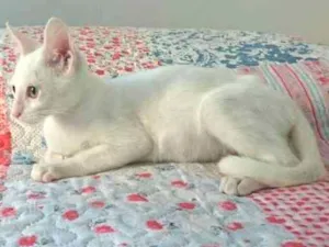 Gato raça SRD idade Abaixo de 2 meses nome Gasparzinho