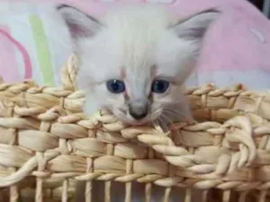 Gato raça SRD idade 2 a 6 meses nome Lua