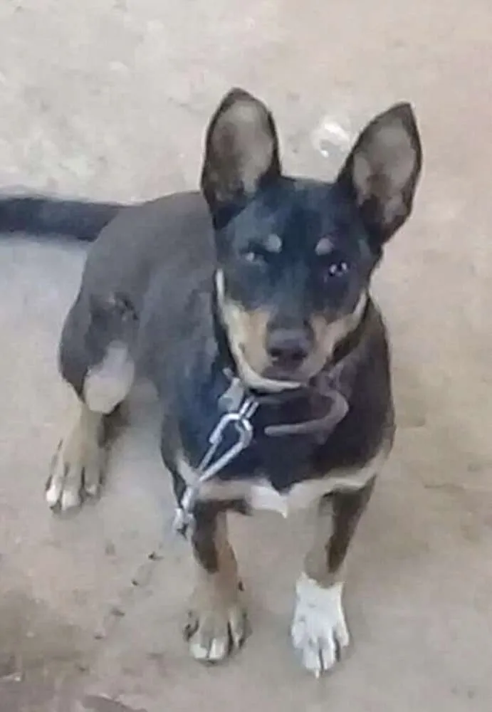 Cachorro raça Mestiço pastor alemão com vira idade 1 ano nome Thor