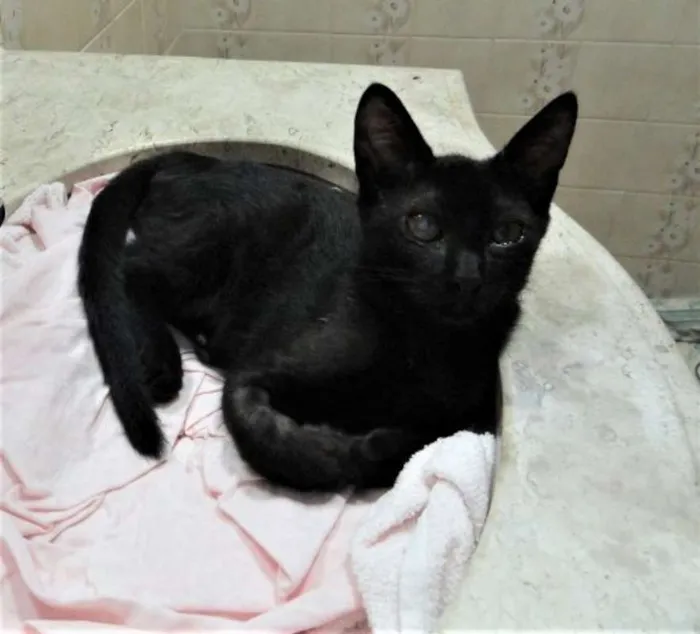 Gato ra a SRD idade 2 a 6 meses nome Toquinho