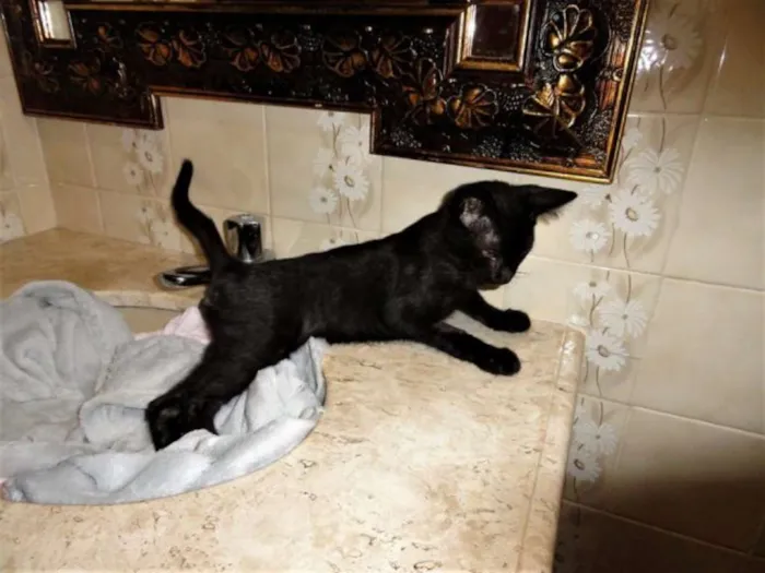 Gato ra a SRD idade 2 a 6 meses nome Toquinho