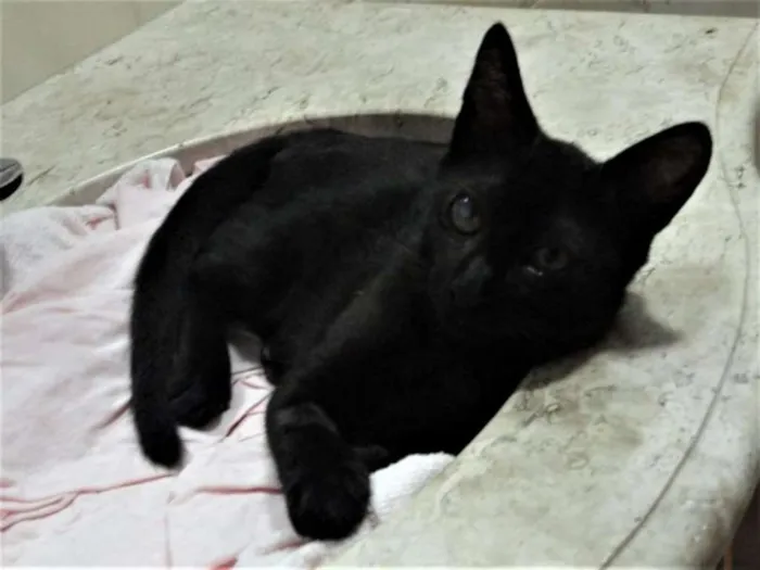Gato ra a SRD idade 2 a 6 meses nome Toquinho