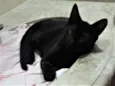 Toquinho