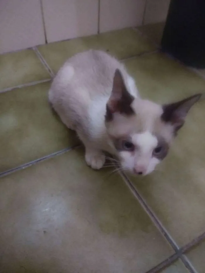 Gato ra a SRD idade 2 a 6 meses nome Maui Moana e Cruela