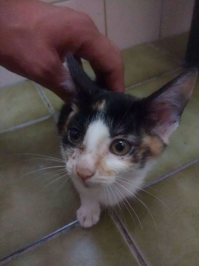 Gato ra a SRD idade 2 a 6 meses nome Maui Moana e Cruela