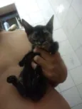 Maui Moana e Cruela