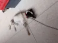 Alvin