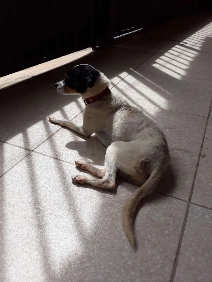 Cachorro ra a Pincher idade 6 ou mais anos nome Alvin