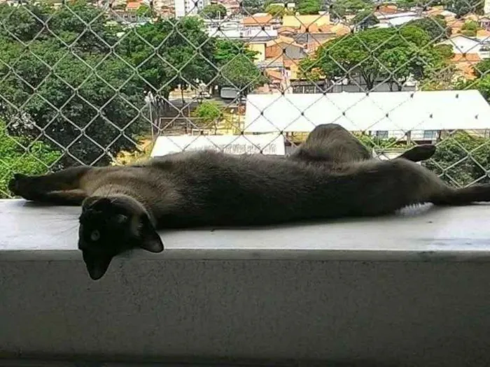Gato ra a SRD idade 6 ou mais anos nome Fidel