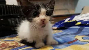 Gato raça SRD idade Abaixo de 2 meses nome Gatinhos