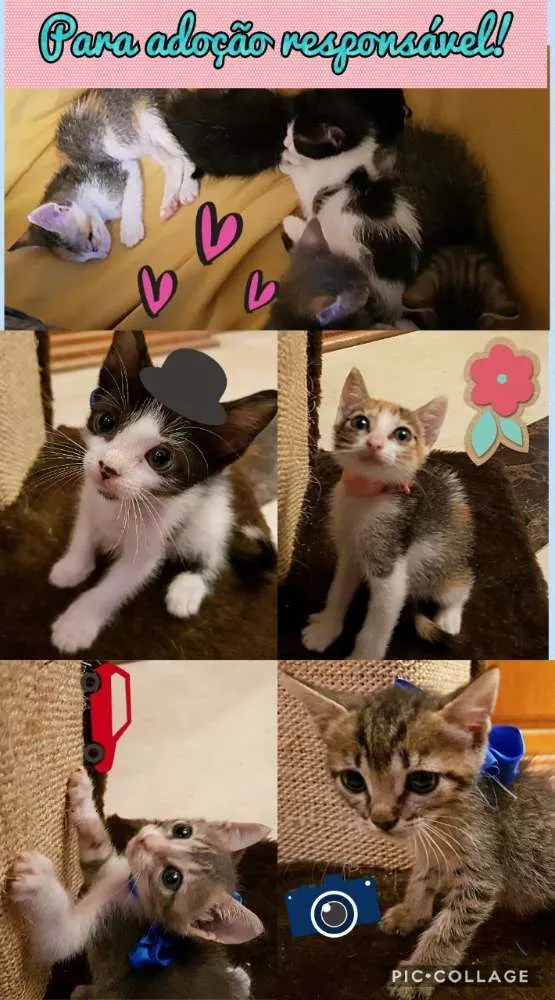 Gato ra a SRD idade Abaixo de 2 meses nome Gatinhos